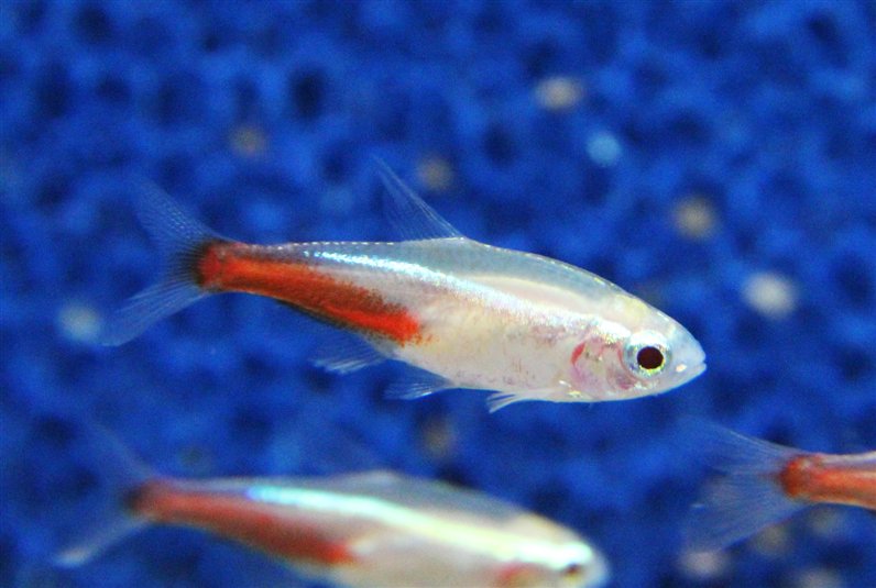Parach.innesi   Neon tetra goud M